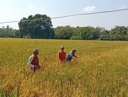 Babinsa dan Petani Pantau Tanaman Padi Menguning, Siap Menuai Hasil Jerih Payah