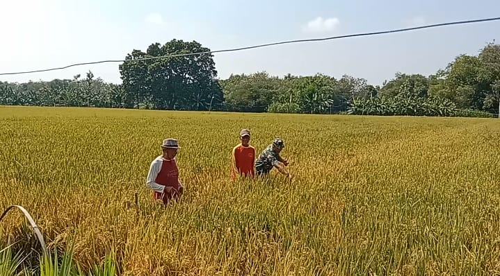 Babinsa dan Petani Pantau Tanaman Padi Menguning, Siap Menuai Hasil Jerih Payah
