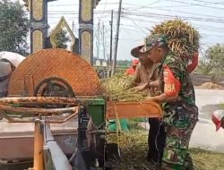 Ringankan Beban Petani, Babinsa Turun Tangan Bantu Panen