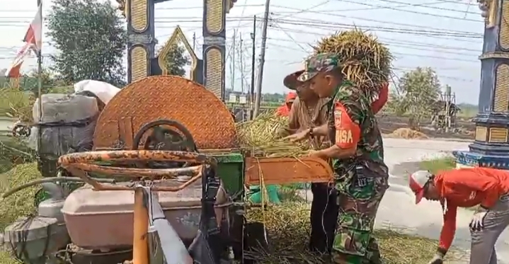Ringankan Beban Petani, Babinsa Turun Tangan Bantu Panen
