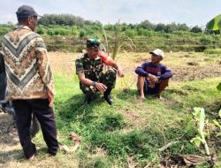 Babinsa Turun ke Sawah, Dengarkan Keluh Kesah Petani di Musim Kemarau