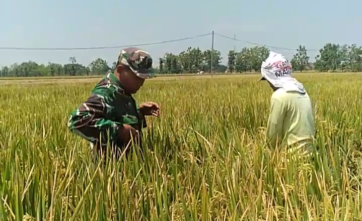 Babinsa Turut Pantau Tanaman Padi Milik Petani Desa Tanggan yang Siap Panen