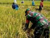 Babinsa Bantu Petani Panen Padi, Tunjukkan Sinergi TNI dan Masyarakat