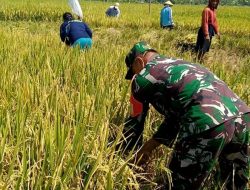 Babinsa Bantu Petani Panen Padi, Tunjukkan Sinergi TNI dan Masyarakat