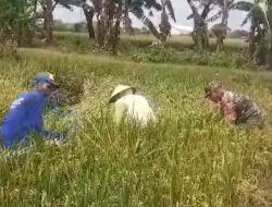 Bati Komsos Selamatkan Panen Padi, Bantu Petani Mengikat Batang Agar Tak Ambruk
