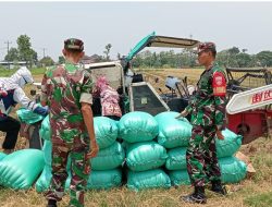 Babinsa Turun ke Sawah, Pantau Hasil Panen Petani