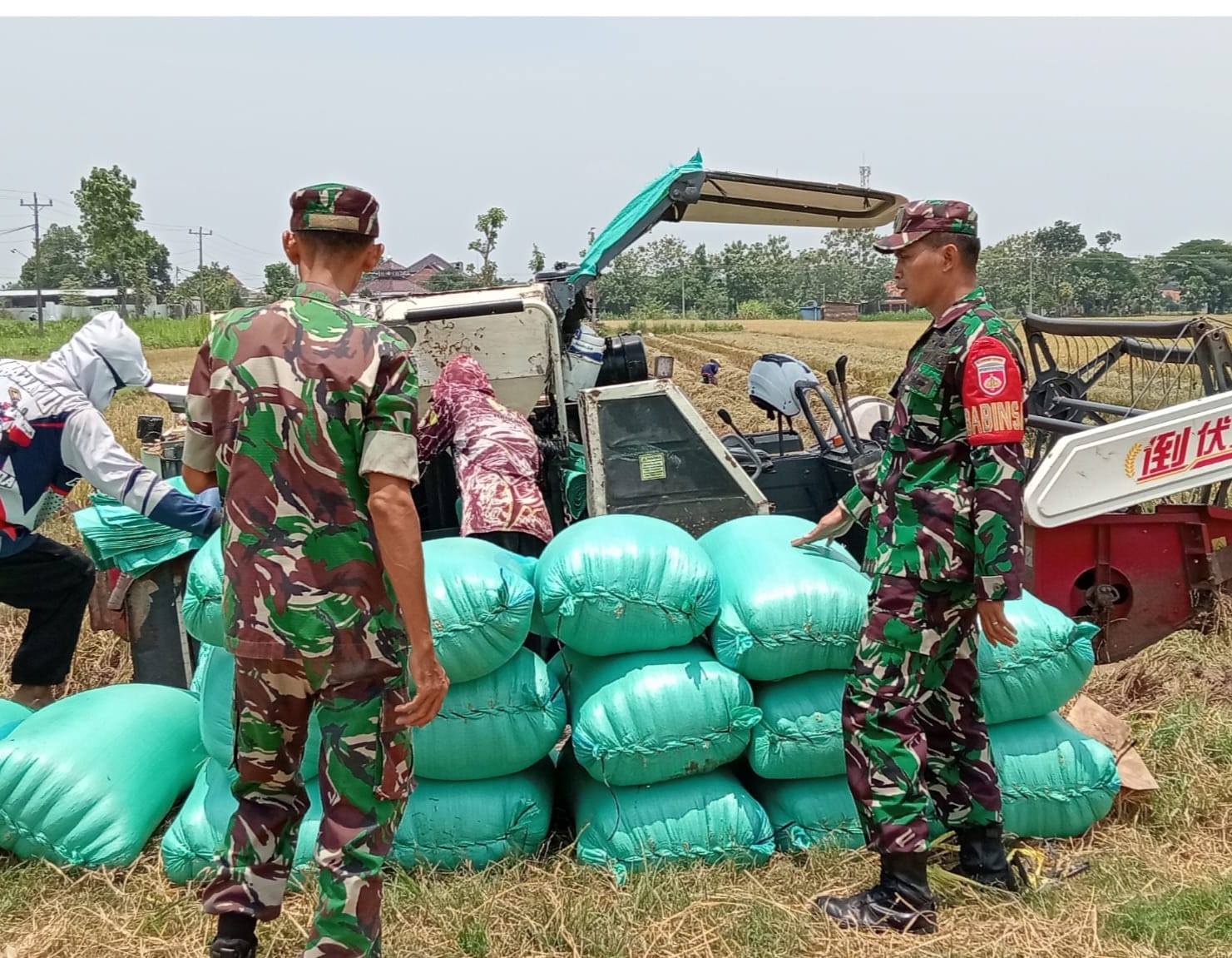 Babinsa Turun ke Sawah, Pantau Hasil Panen Petani