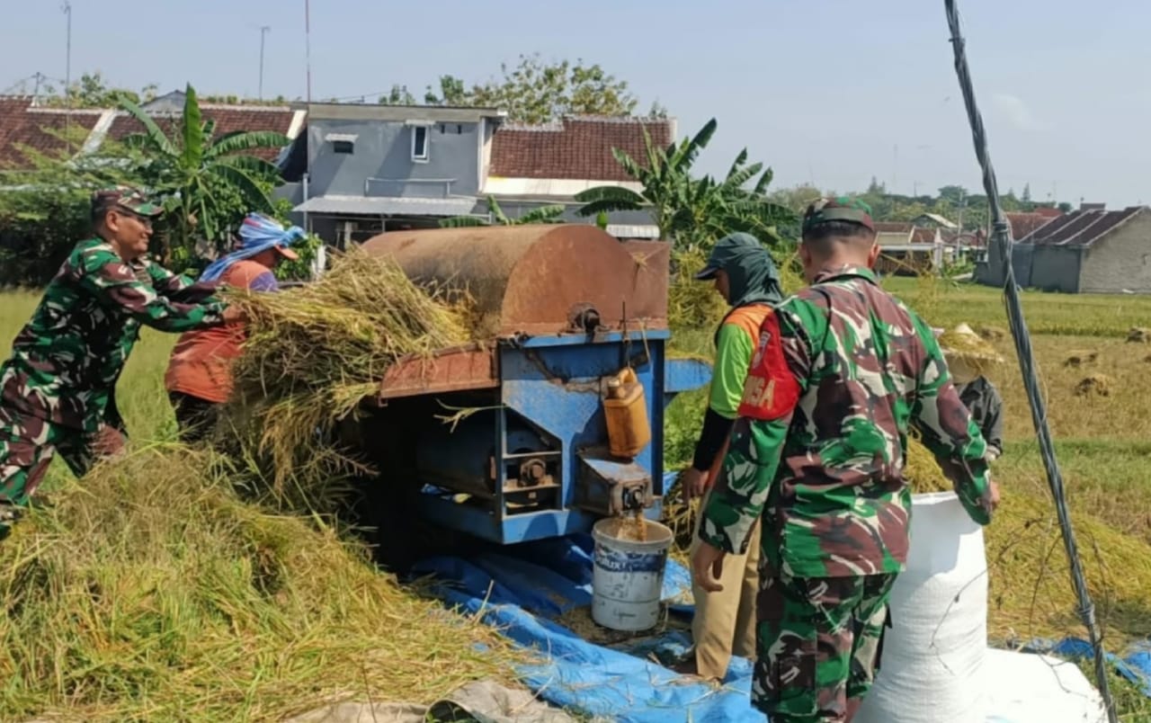 Tak Canggung Danramil Karangmalang Turun Langsung ke Sawah, Bantu Petani Panen Padi
