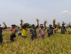 Koramil Sumberlawang Bekerjasama dengan Petani, Panen Raya Tandai Suksesnya Program Swasembada Pangan