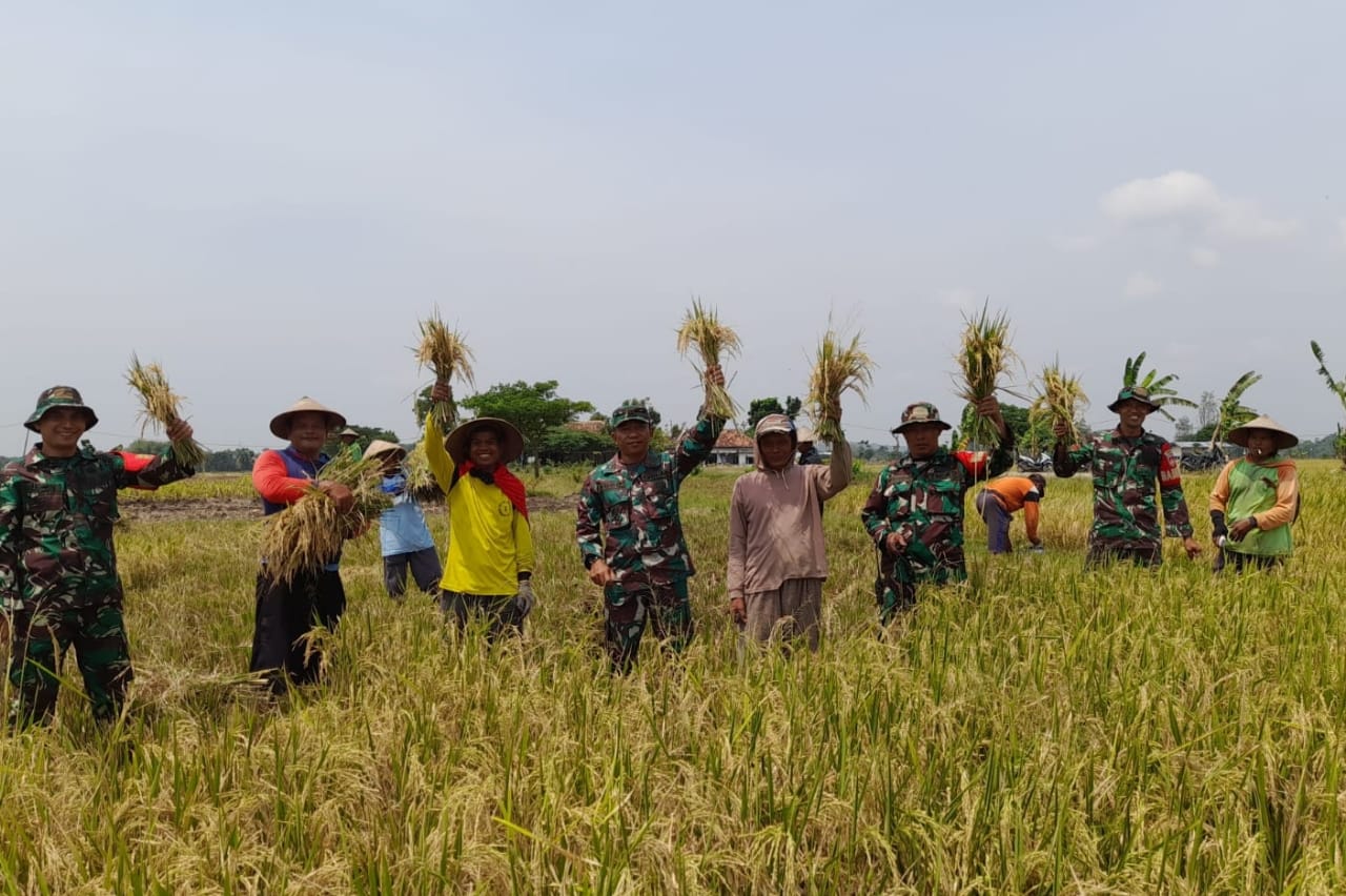 Koramil Sumberlawang Bekerjasama dengan Petani, Panen Raya Tandai Suksesnya Program Swasembada Pangan