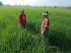 Babinsa Dampingi Petani Pantau Tanaman Padi, Pastikan Hasil Panen Maksimal