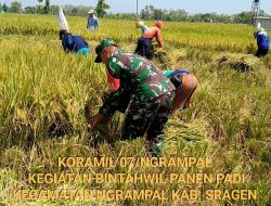 Babinsa Dampingi Petani Panen Padi, Wujudkan Ketahanan Pangan Desa