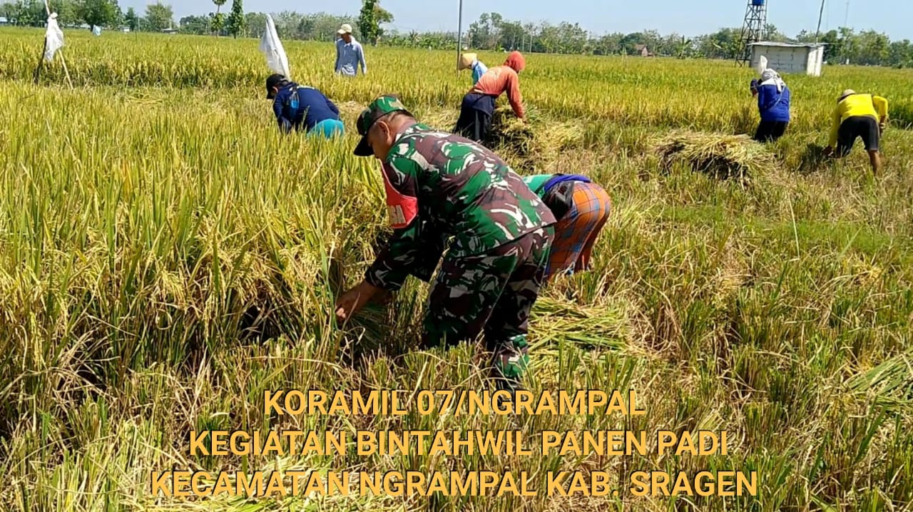 Babinsa Dampingi Petani Panen Padi, Wujudkan Ketahanan Pangan Desa