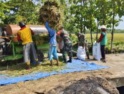 Babinsa Turut Memanen Padi, Wujud Sinergi TNI dengan Petani