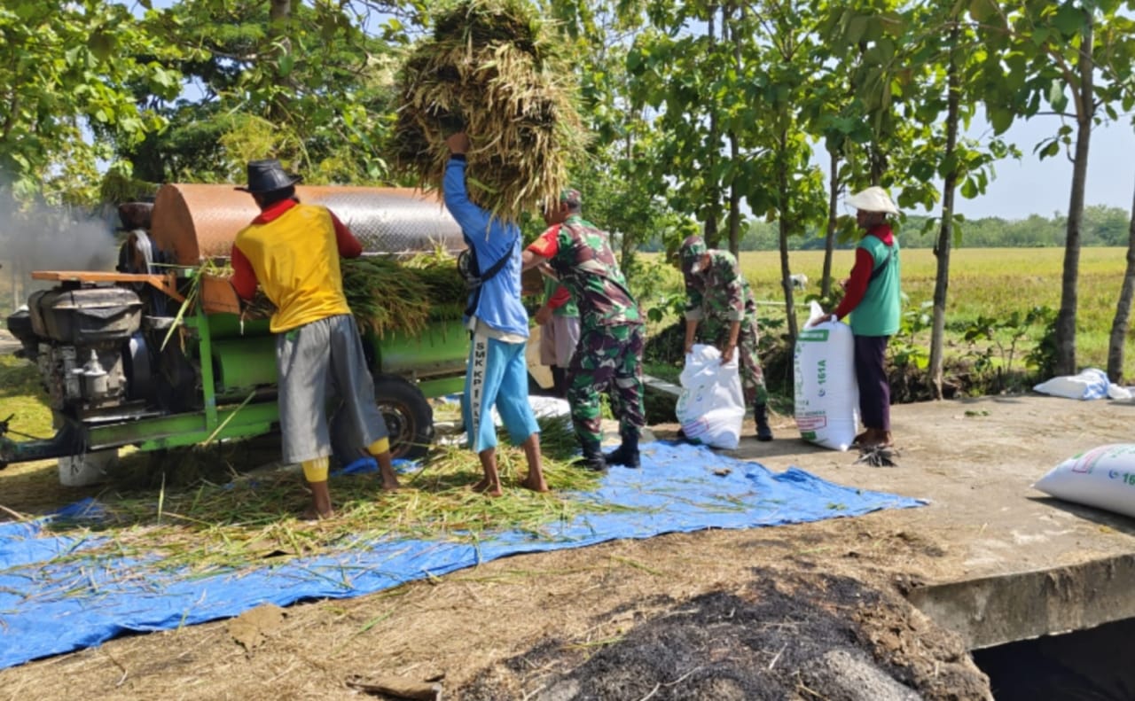 Babinsa Turut Memanen Padi, Wujud Sinergi TNI dengan Petani