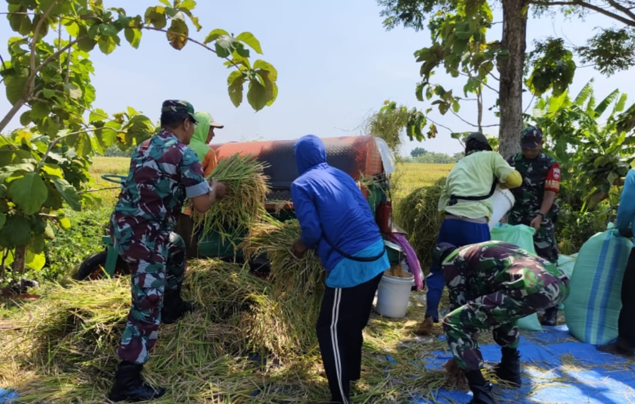 Koramil Karangmalang Kompak Panen Padi, Wujudkan Ketahanan Pangan di Desa Puro