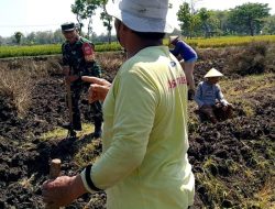 Thoyibi Turun Tangan, Bantu Petani  Cangkul Sawah