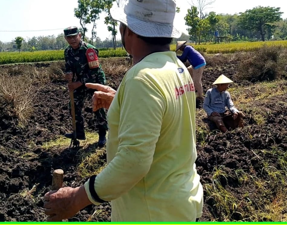 Thoyibi Turun Tangan, Bantu Petani  Cangkul Sawah