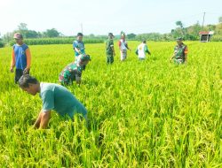 Koramil Sukodono  dan Petani Bersinergi Cegah Hama dan Penyakit pada Tanaman Padi