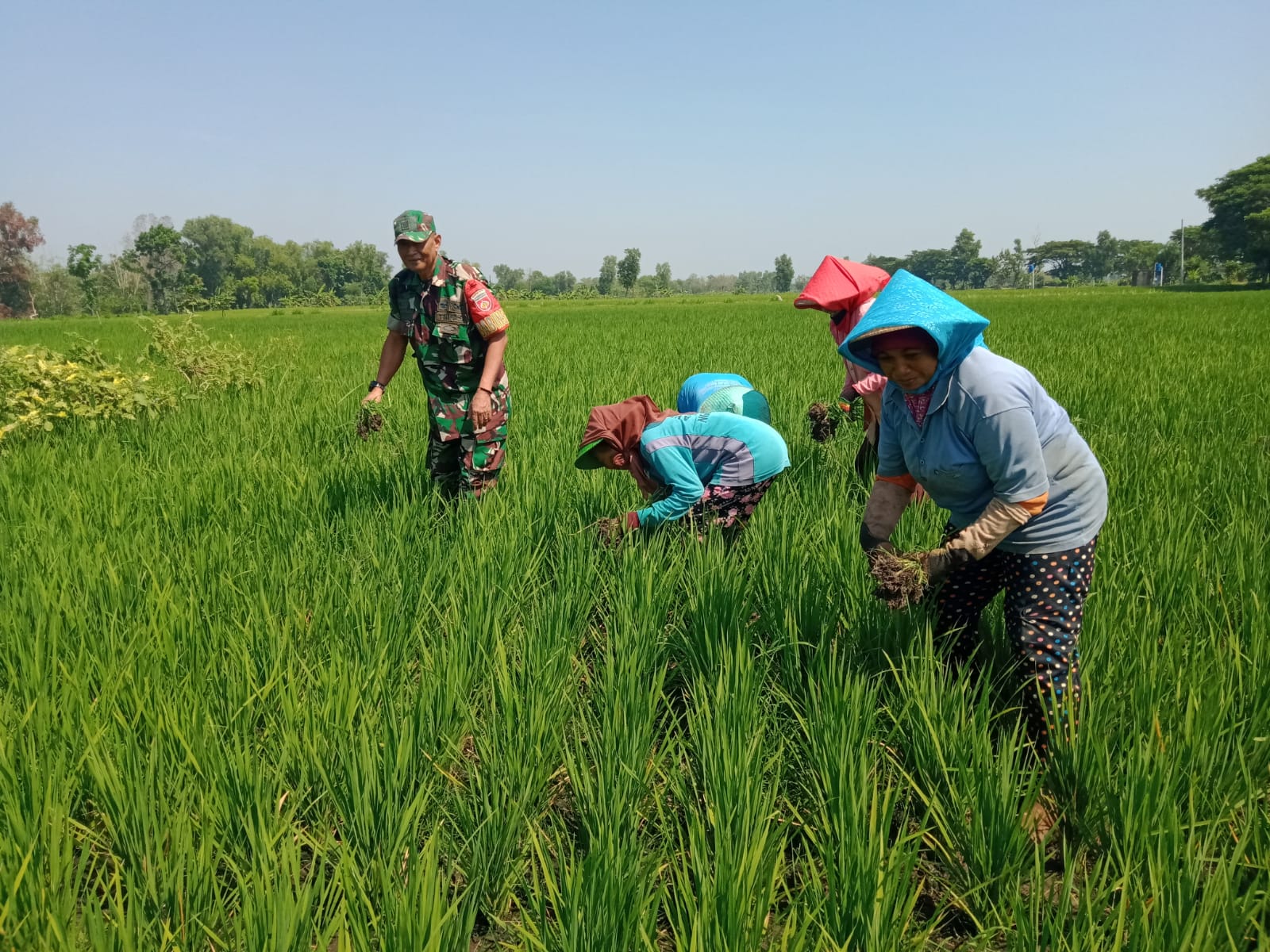 Babinsa Pengkok dan Petani Bersatu, Cabut Gulma untuk Hasil Panen yang Melimpah