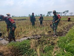 Babinsa Bantu Cangkul Sawah, Siap Tanam Padi di Musim Hujan