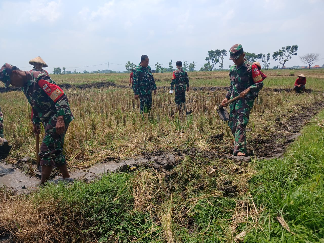Babinsa Bantu Cangkul Sawah, Siap Tanam Padi di Musim Hujan