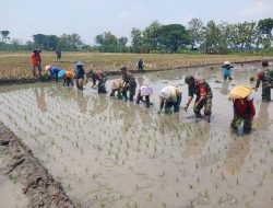 Danramil beserta Anggota Kompak Bantu Tanam Padi, Wujudkan Swasembada Pangan