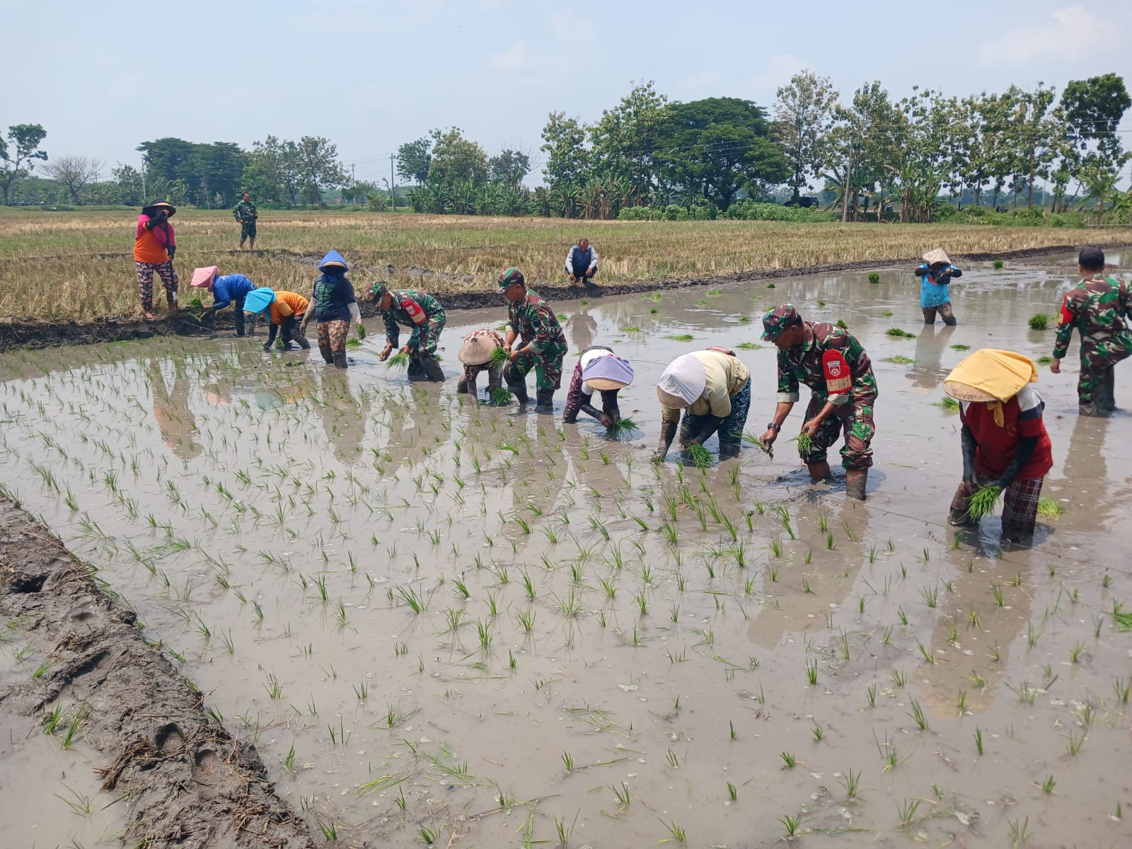 Danramil beserta Anggota Kompak Bantu Tanam Padi, Wujudkan Swasembada Pangan