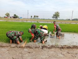 Dengan Penuh Semangat Babinsa Bantu Daud Bibit Padi
