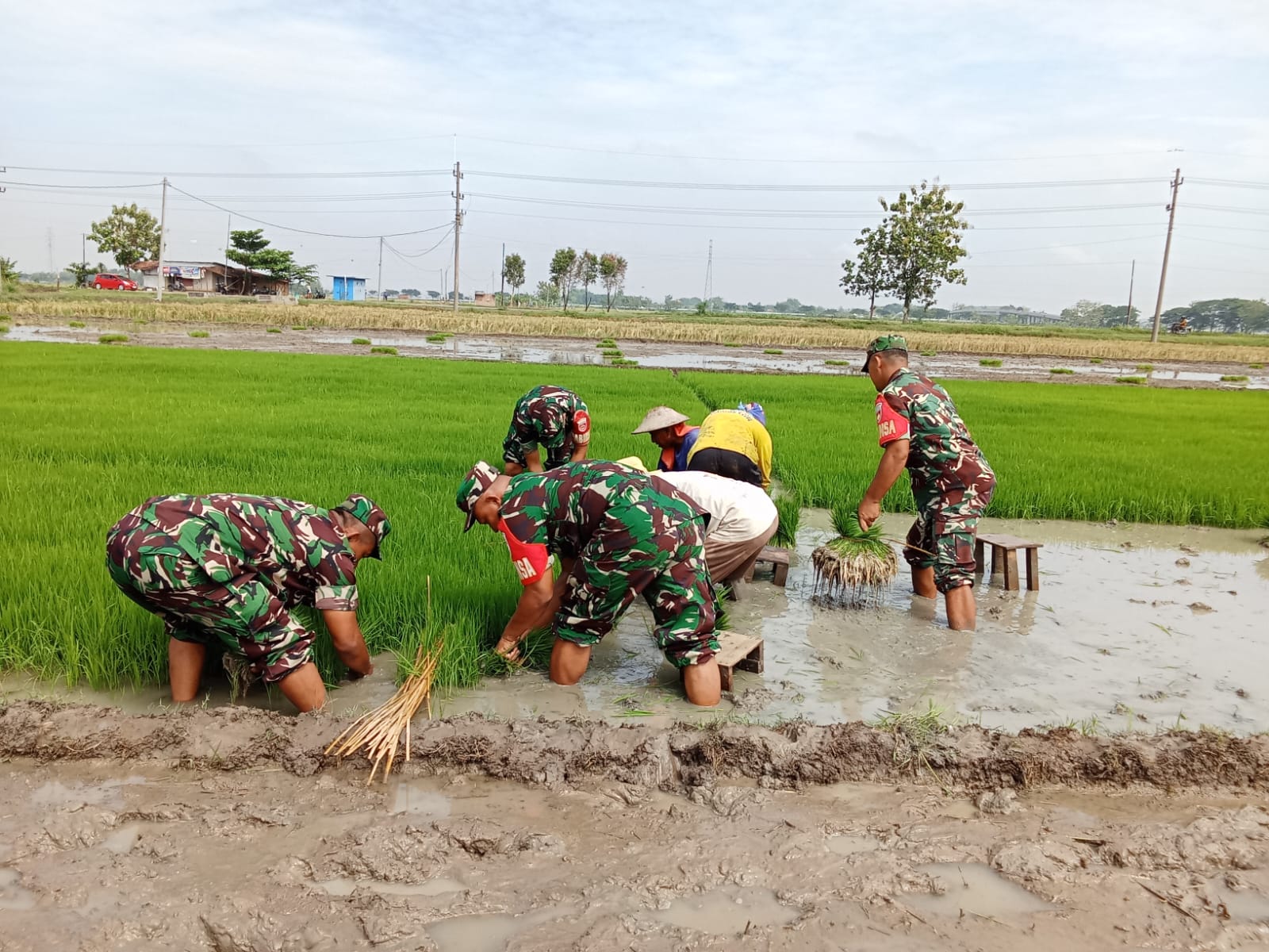 Dengan Penuh Semangat Babinsa Bantu Daud Bibit Padi