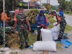 Dukung Ketahanan Pangan, Babinsa Bantu Petani Panen Padi