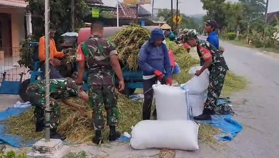 Dukung Ketahanan Pangan, Babinsa Bantu Petani Panen Padi
