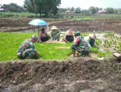 Persiapan Masa Tanam, Babinsa Bantu Petani Cabut Bibit Padi