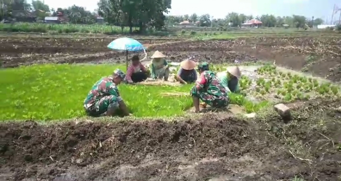 Persiapan Masa Tanam, Babinsa Bantu Petani Cabut Bibit Padi
