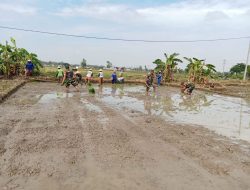 Babinsa Bantu dan Semangati Petani Tanam Padi