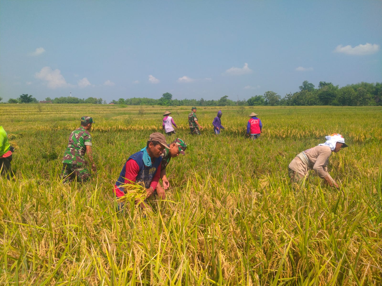 Babinsa Berjibaku di Sawah, Bantu Petani Panen Padi