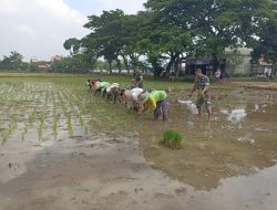 Danramil dan Anggota Turun Sawah, Bantu Petani Tanam Padi
