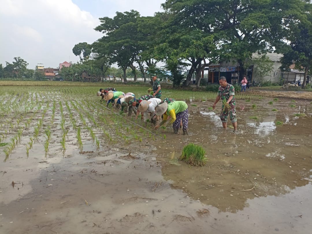 Danramil dan Anggota Turun Sawah, Bantu Petani Tanam Padi