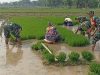 Dengan Penuh Semangat Tri Mawardi Bantu Daud Bibit Padi
