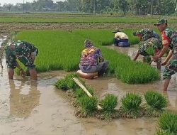Dengan Penuh Semangat Tri Mawardi Bantu Daud Bibit Padi