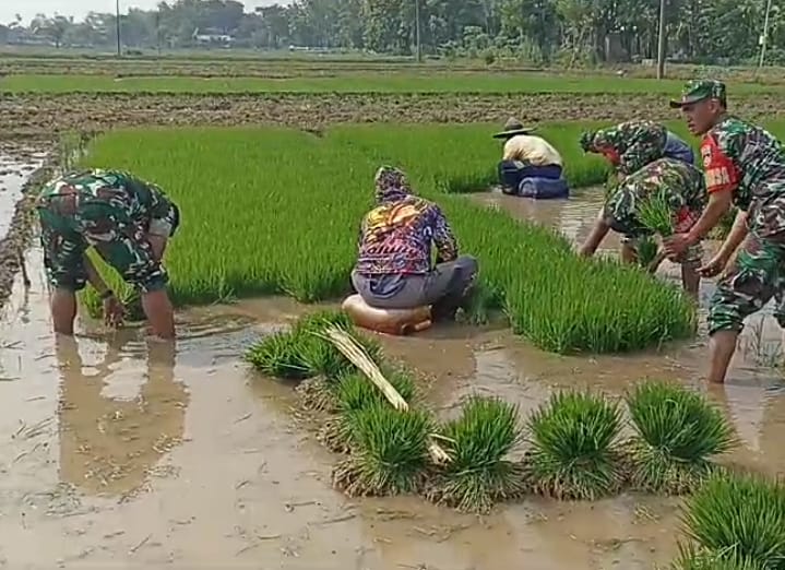 Dengan Penuh Semangat Tri Mawardi Bantu Daud Bibit Padi