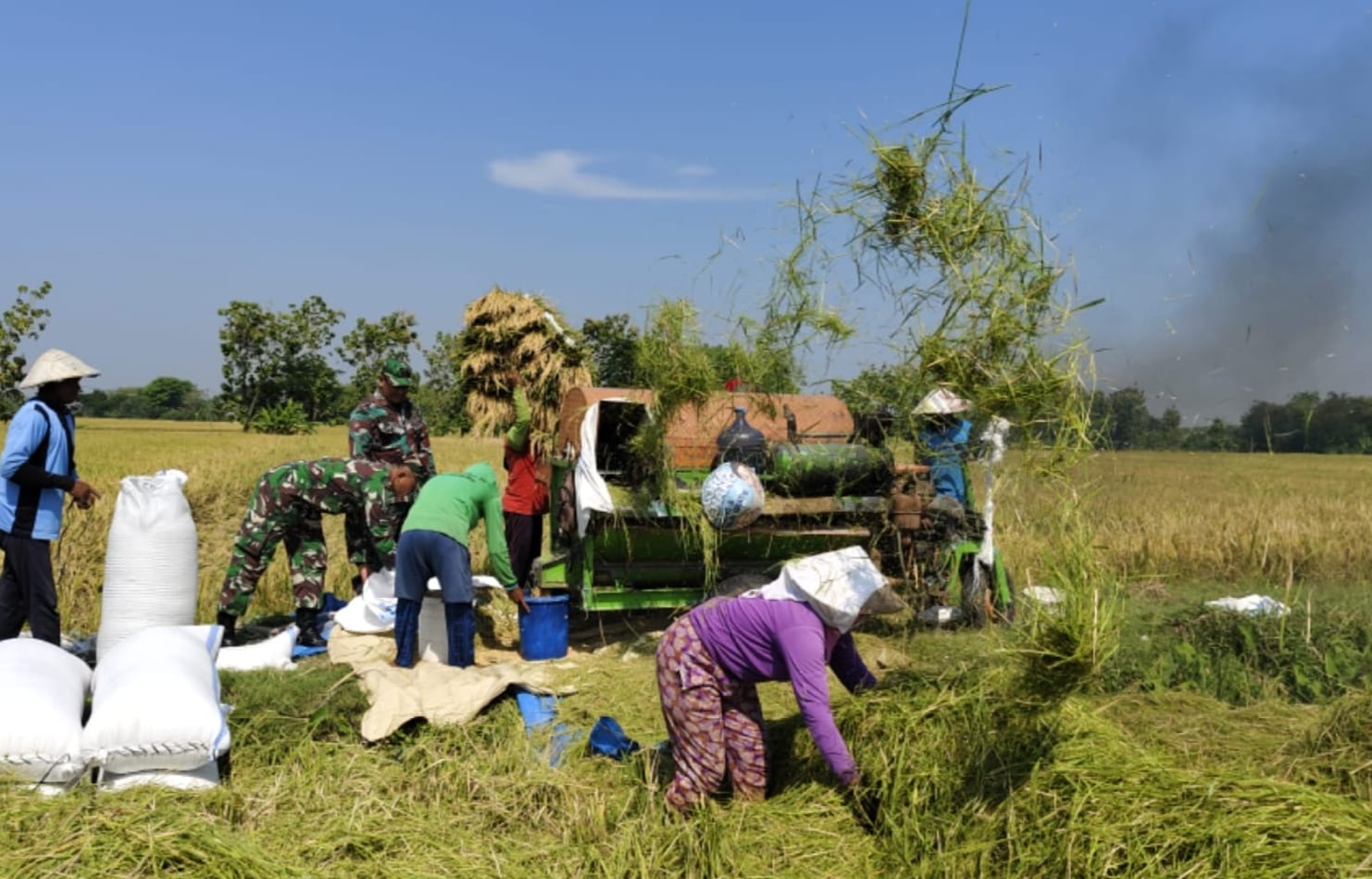 Babinsa Turun Sawah, Panen Raya Bersama Petani