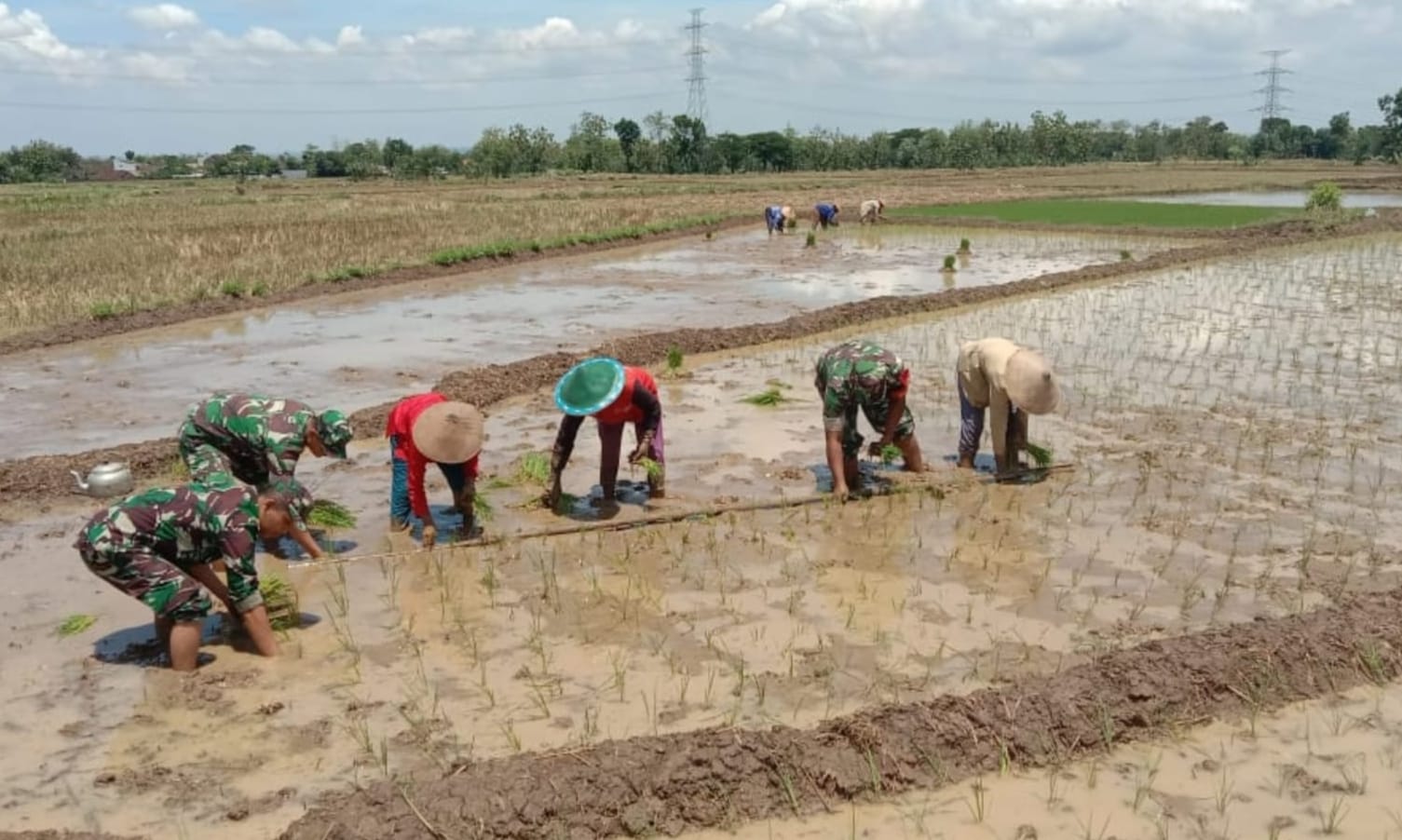 Serda Arfan Bergelut dengan Lumpur, Menanam Harapan di Sawah
