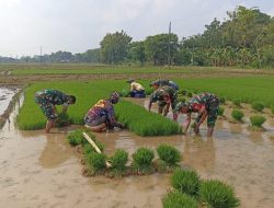 Babinsa Bantu Petani Cabut Bibit Padi, Tunjukkan Sinergi TNI dan Rakyat