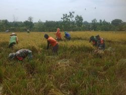 Babinsa, Sahabat Petani di Musim Panen: Berjibaku Membantu Raih Kelimpahan Hasil Bumi