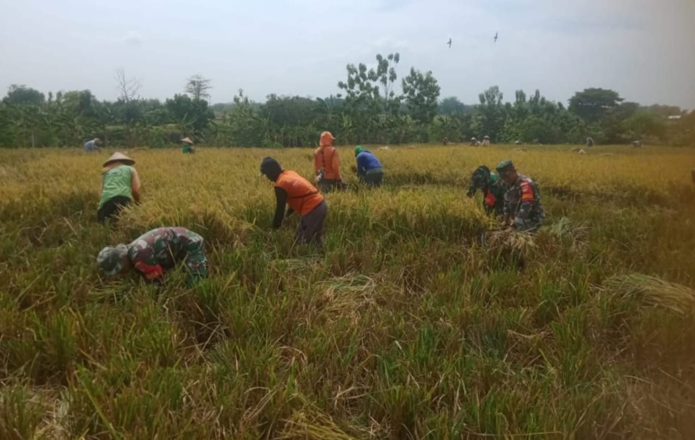 Babinsa, Sahabat Petani di Musim Panen: Berjibaku Membantu Raih Kelimpahan Hasil Bumi