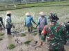 Babinsa Turun Tangan, Berdampingan dengan Ibu Petani Tanam Padi