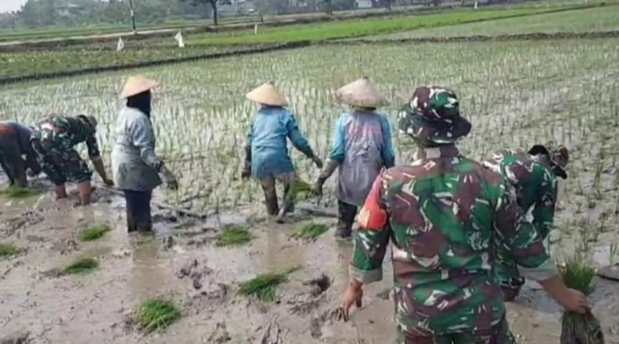 Babinsa Turun Tangan, Berdampingan dengan Ibu Petani Tanam Padi