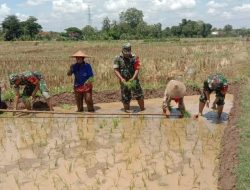  Bukti Nyata Kepedulian dan Komitmen Untuk Mewujudkan Swasembada Pangan, Babinsa Bantu Tanam Padi