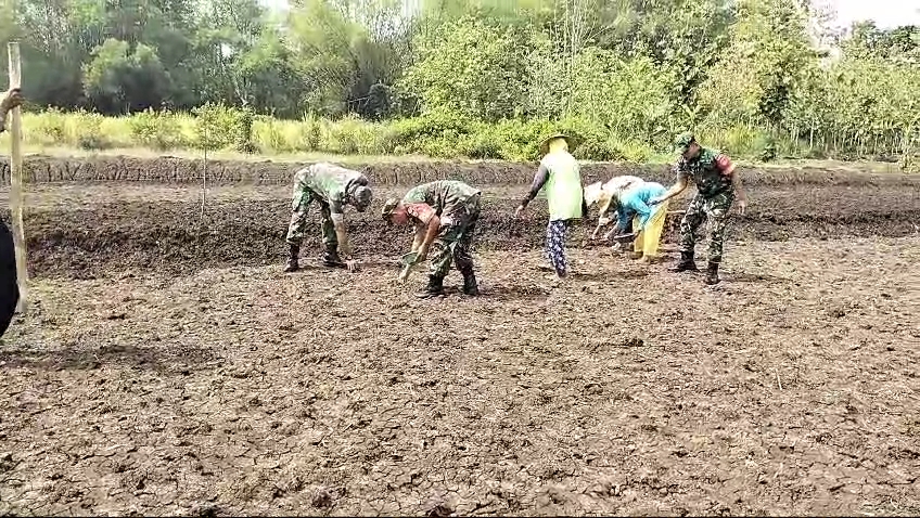 Tingkatkan Ketahanan Pangan, Babinsa Bantu Warga Tanam Jagung